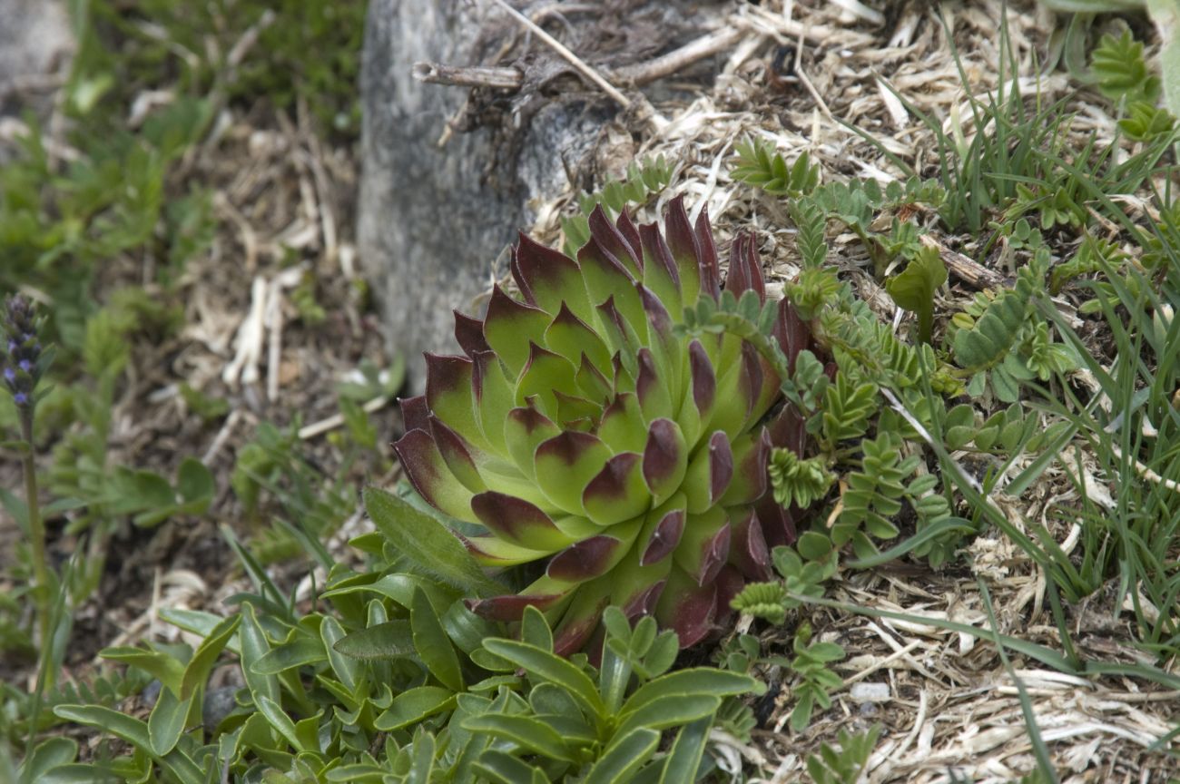 Изображение особи Sempervivum caucasicum.