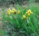 Iris scariosa. Цветущее растение. Калмыкия, Черноземельский район. 24.04.2010.