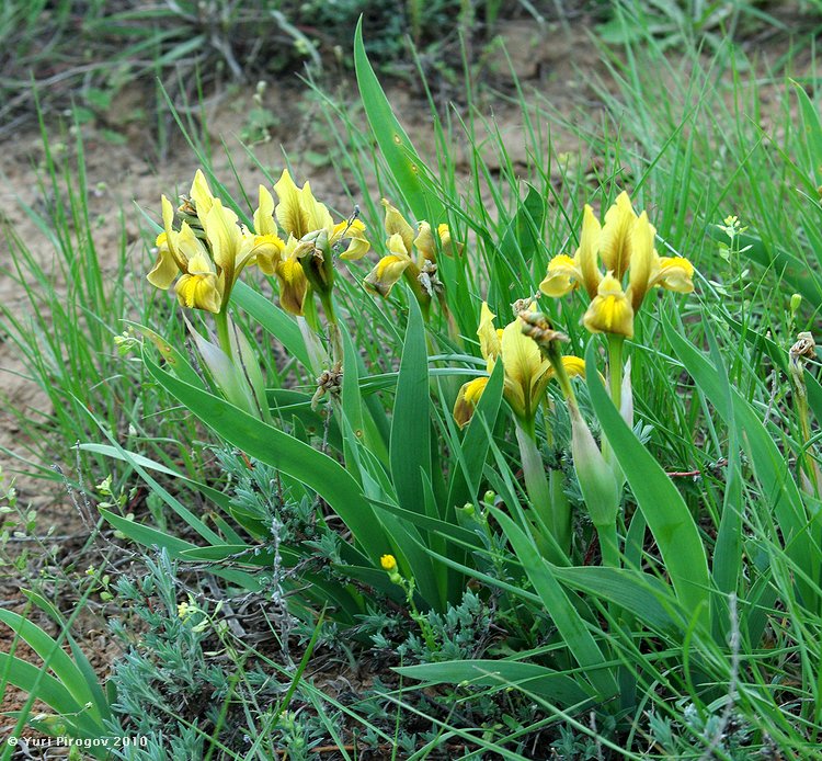 Image of Iris scariosa specimen.