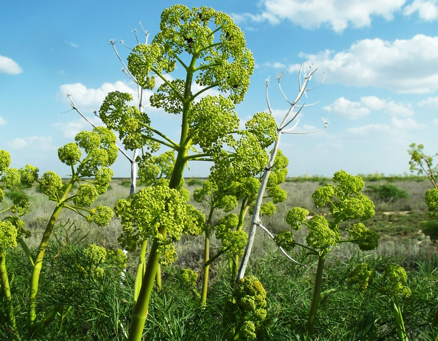 Image of Ferula songarica specimen.