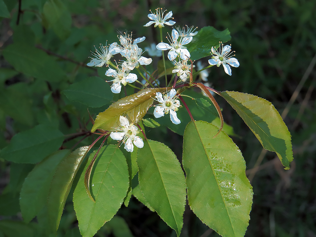 Изображение особи Cerasus pensylvanica.