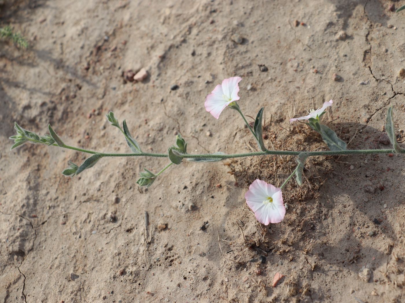 Изображение особи Convolvulus pilosellifolius.