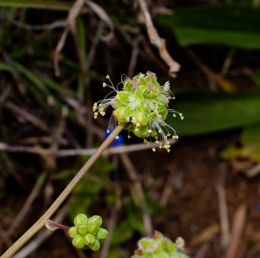 Изображение особи Poterium sanguisorba.