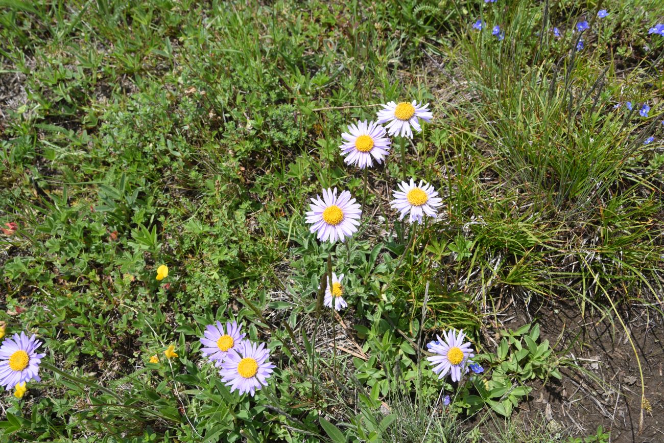 Изображение особи Aster alpinus.