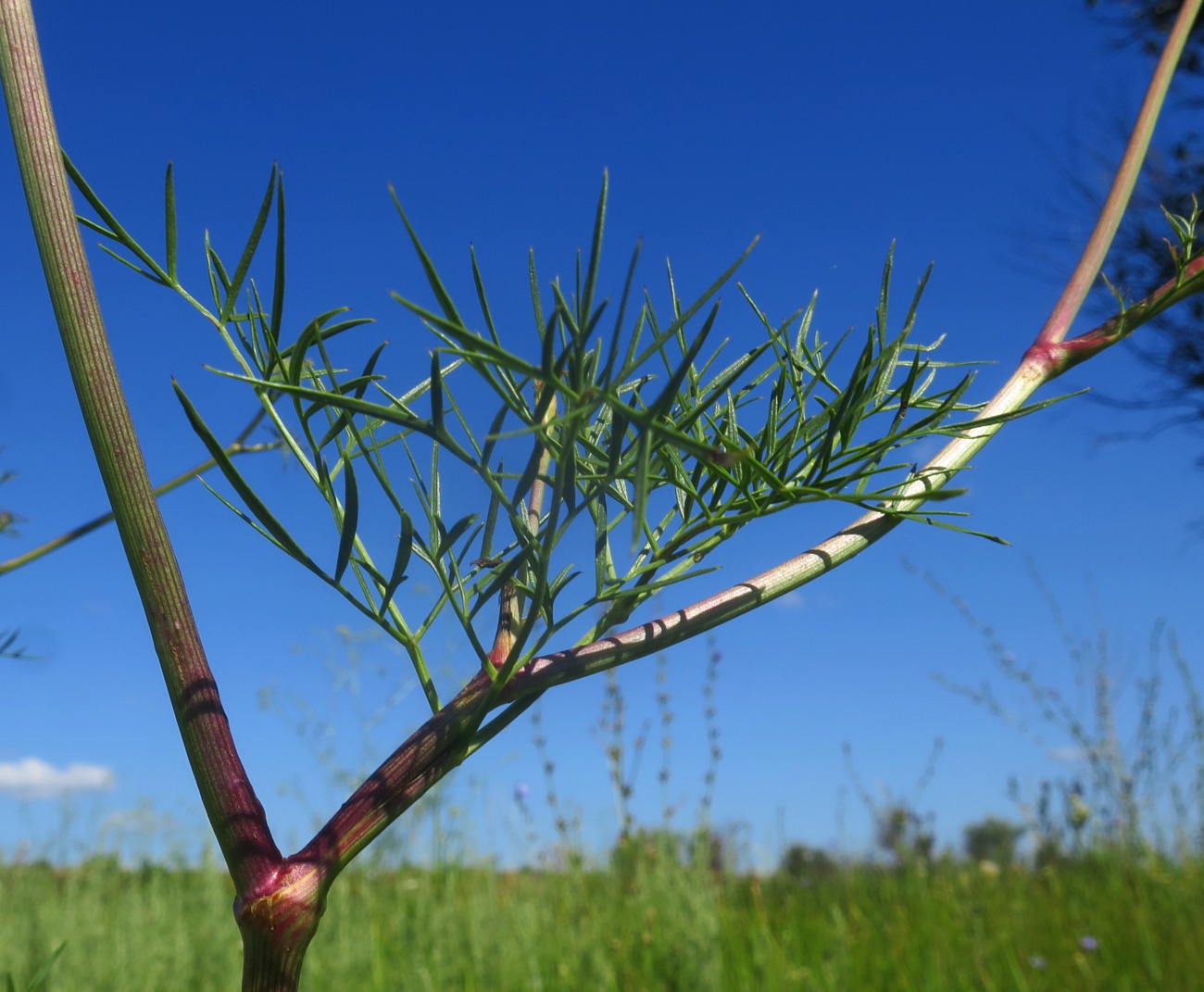 Изображение особи Peucedanum ruthenicum.