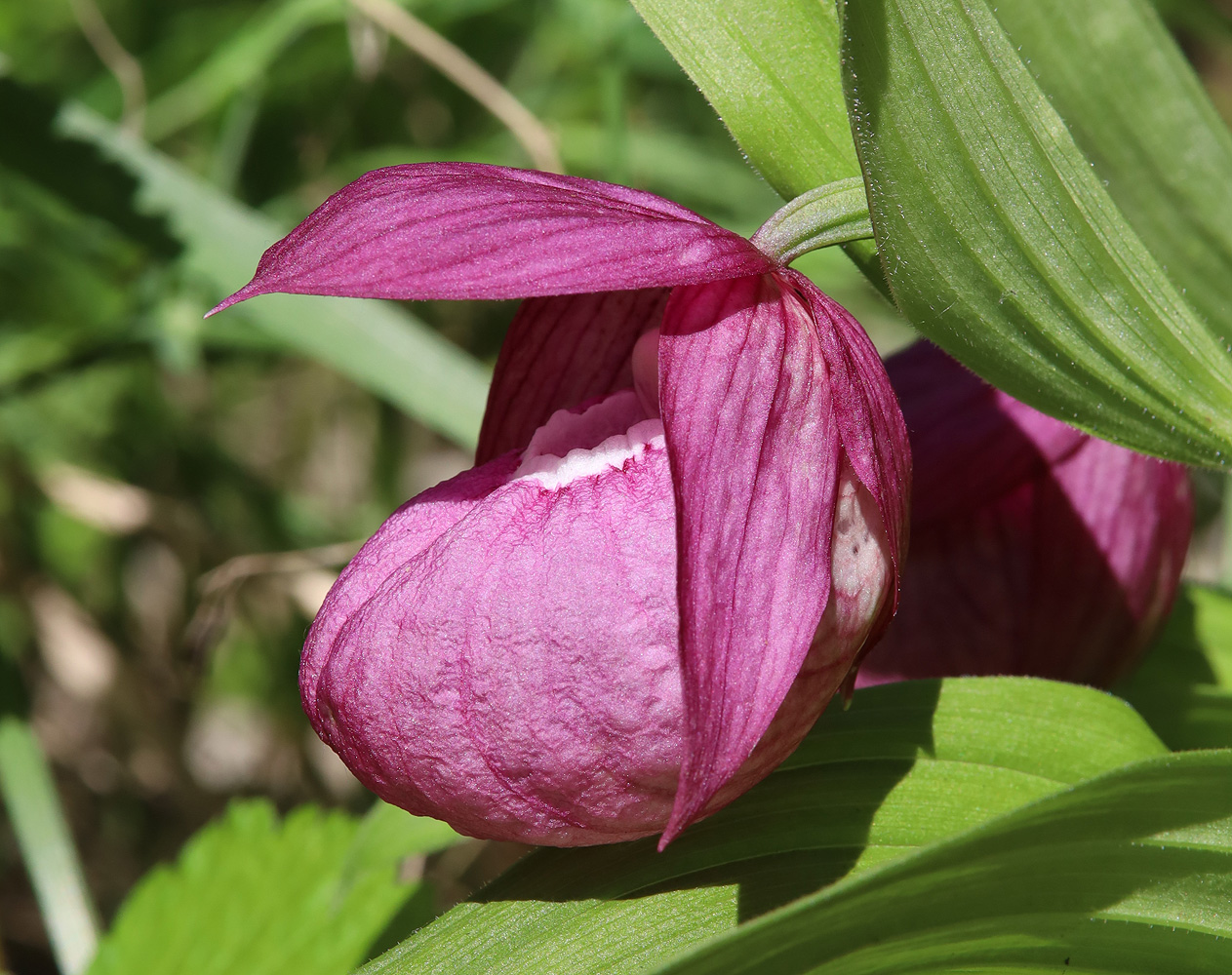 Image of Cypripedium macranthos specimen.