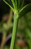 Astrantia maxima