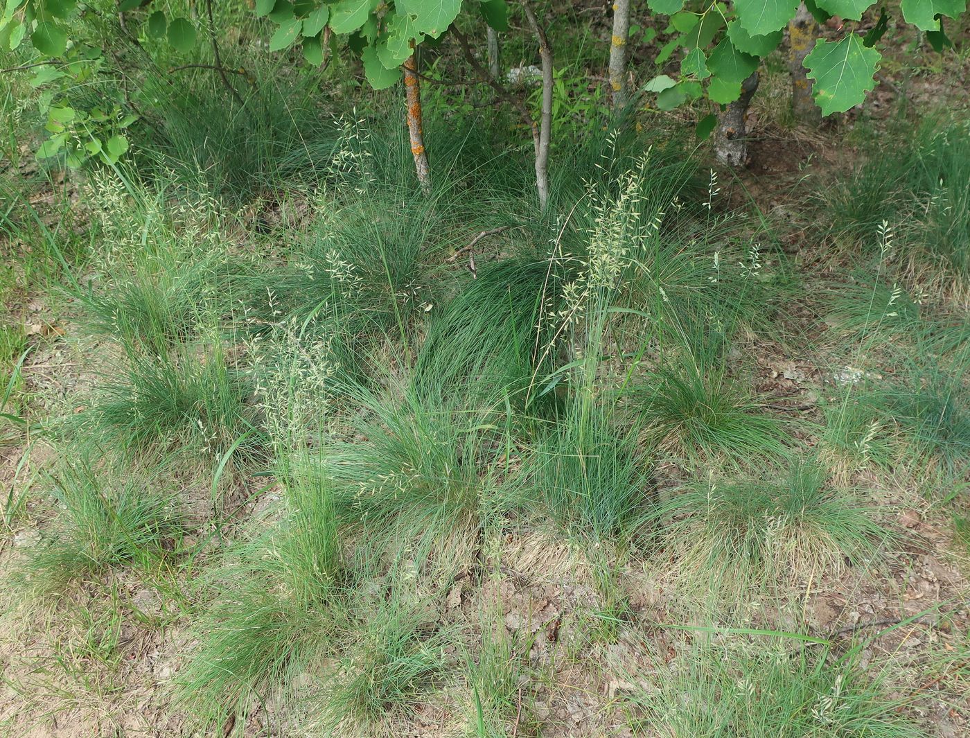 Image of genus Festuca specimen.