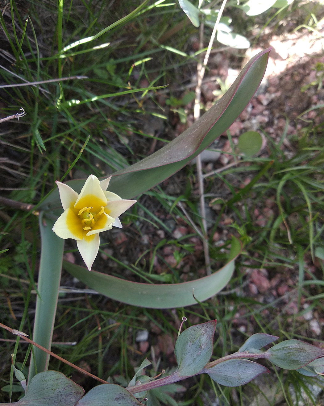 Image of Tulipa turkestanica specimen.