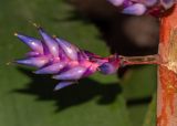 genus Aechmea