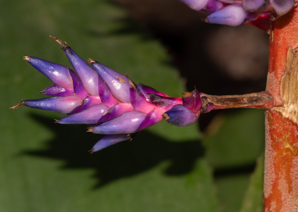 Изображение особи род Aechmea.