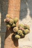 genus Ficus