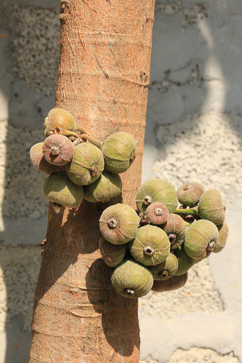 Image of genus Ficus specimen.