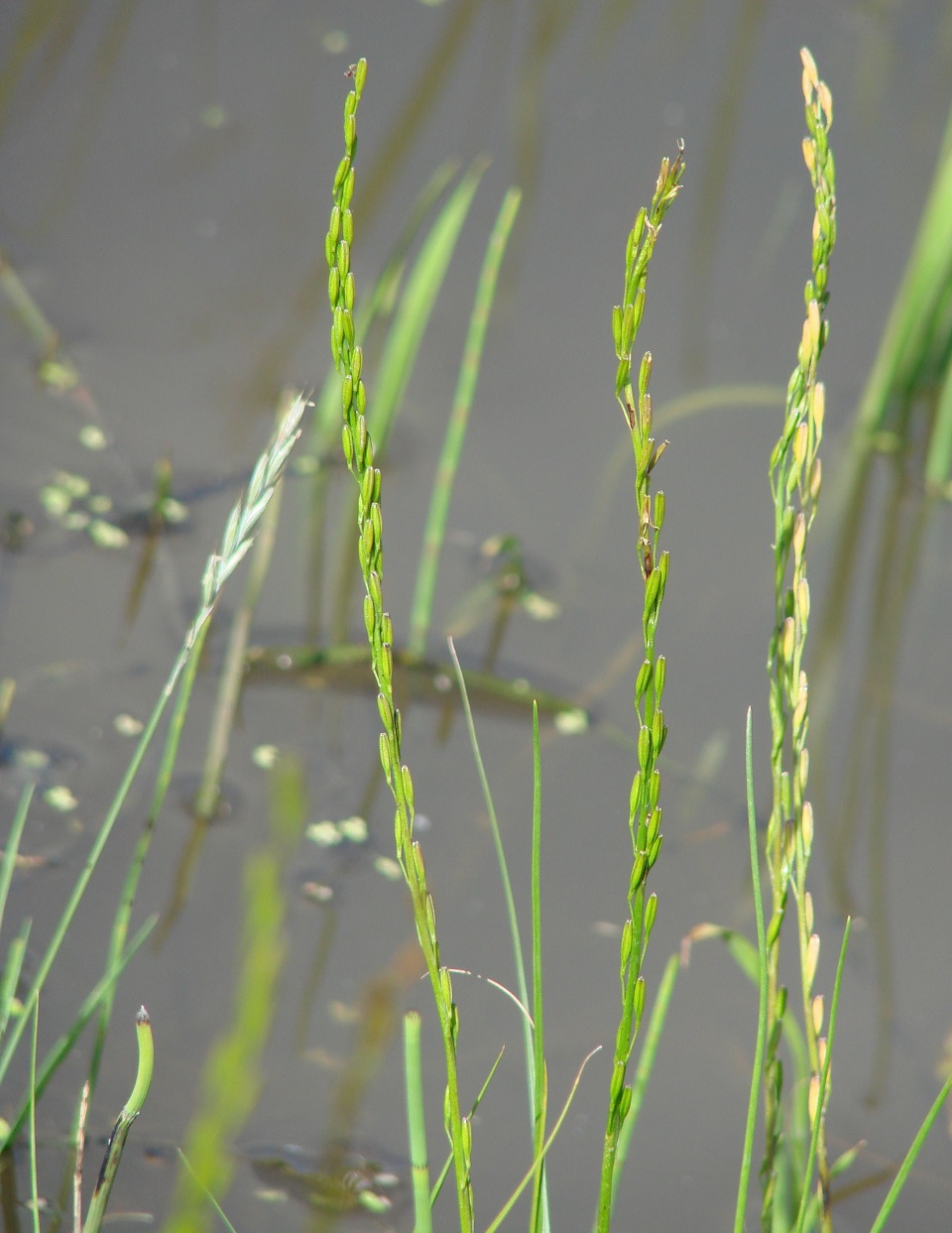 Image of Triglochin palustris specimen.