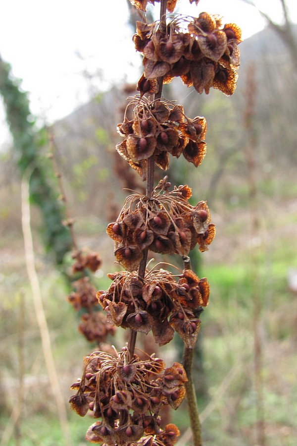 Изображение особи Rumex crispus.