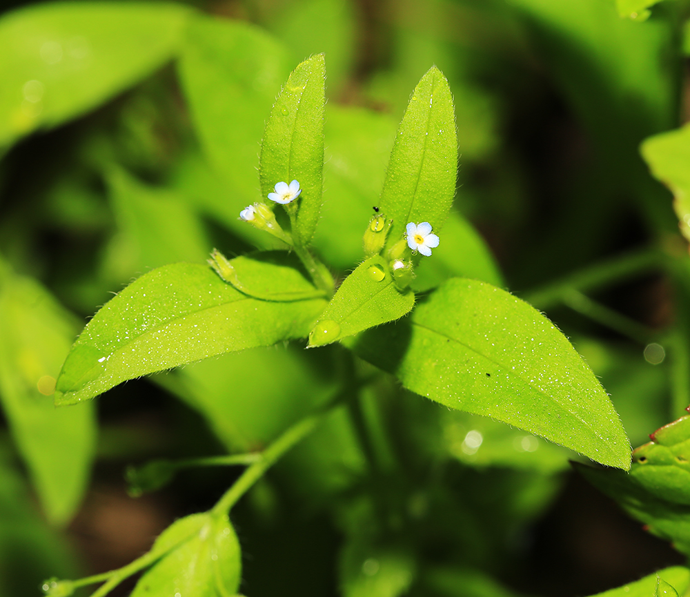 Изображение особи Myosotis sparsiflora.