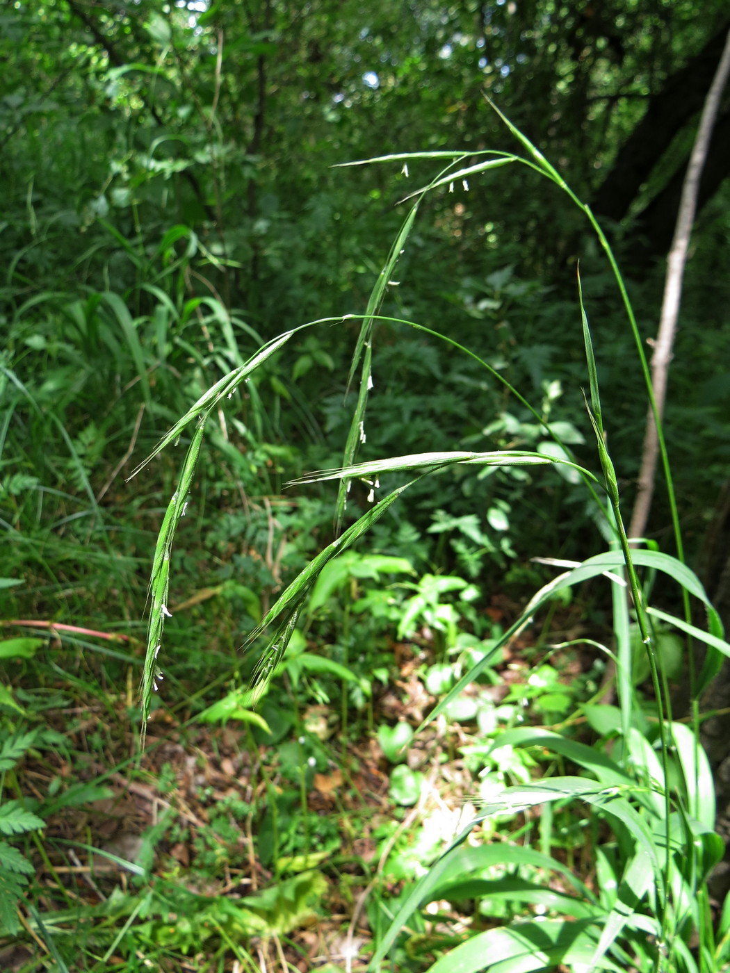 Image of Brachypodium sylvaticum specimen.