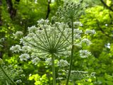 Heracleum mantegazzianum. Верхушка побега с соцветием. Краснодарский край, Апшеронский р-н, гора Черногор, ≈ 1000 м н.у.м., смешанный буково-пихтовый лес, в зарослях вдоль старой лесовозной дороги. 06.07.2019.