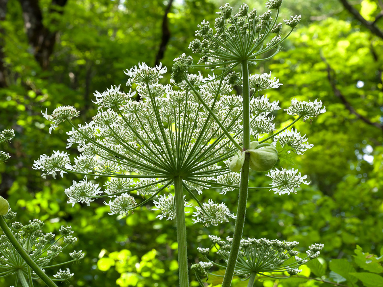 Изображение особи Heracleum mantegazzianum.