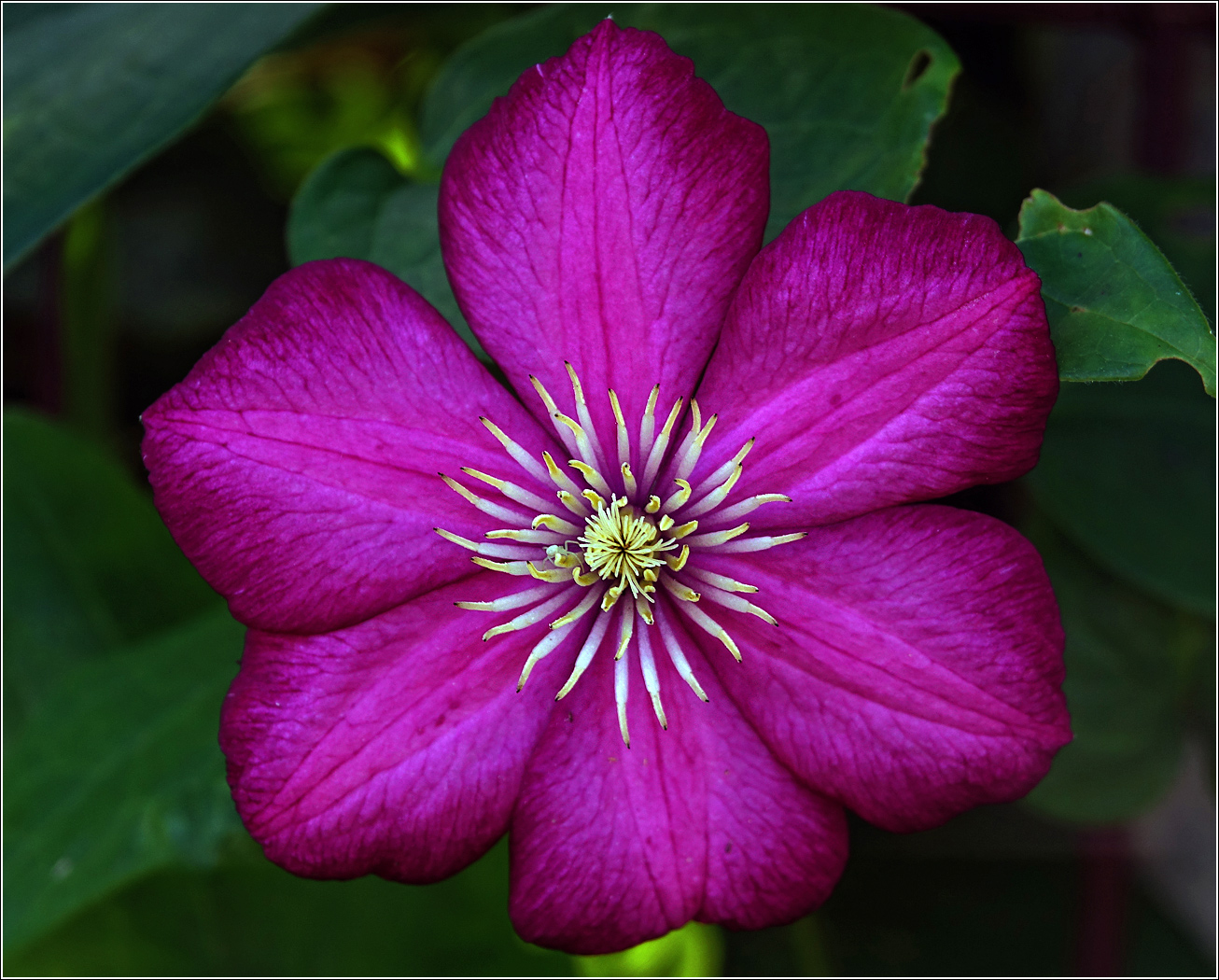 Изображение особи Clematis &times; jackmanii.