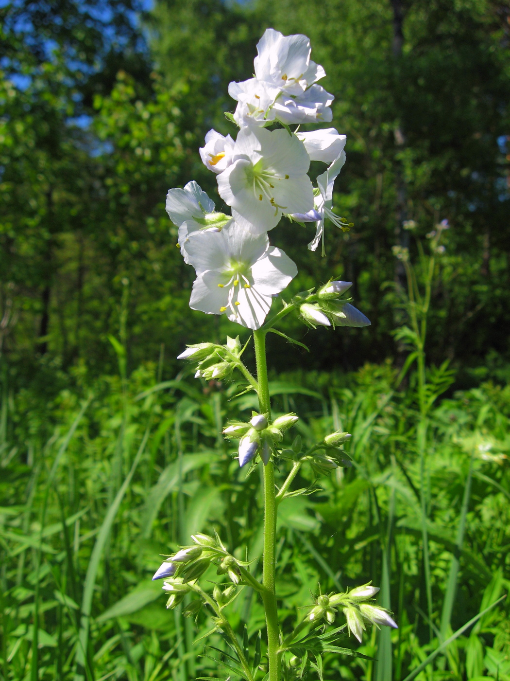 Image of Polemonium caeruleum specimen.