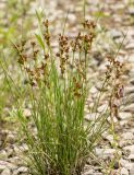 Juncus compressus