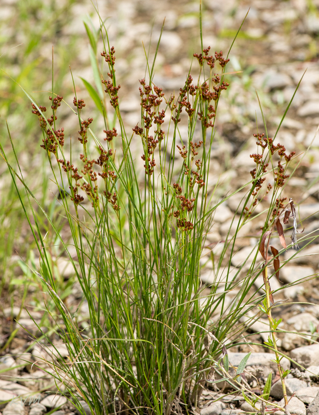 Image of Juncus compressus specimen.