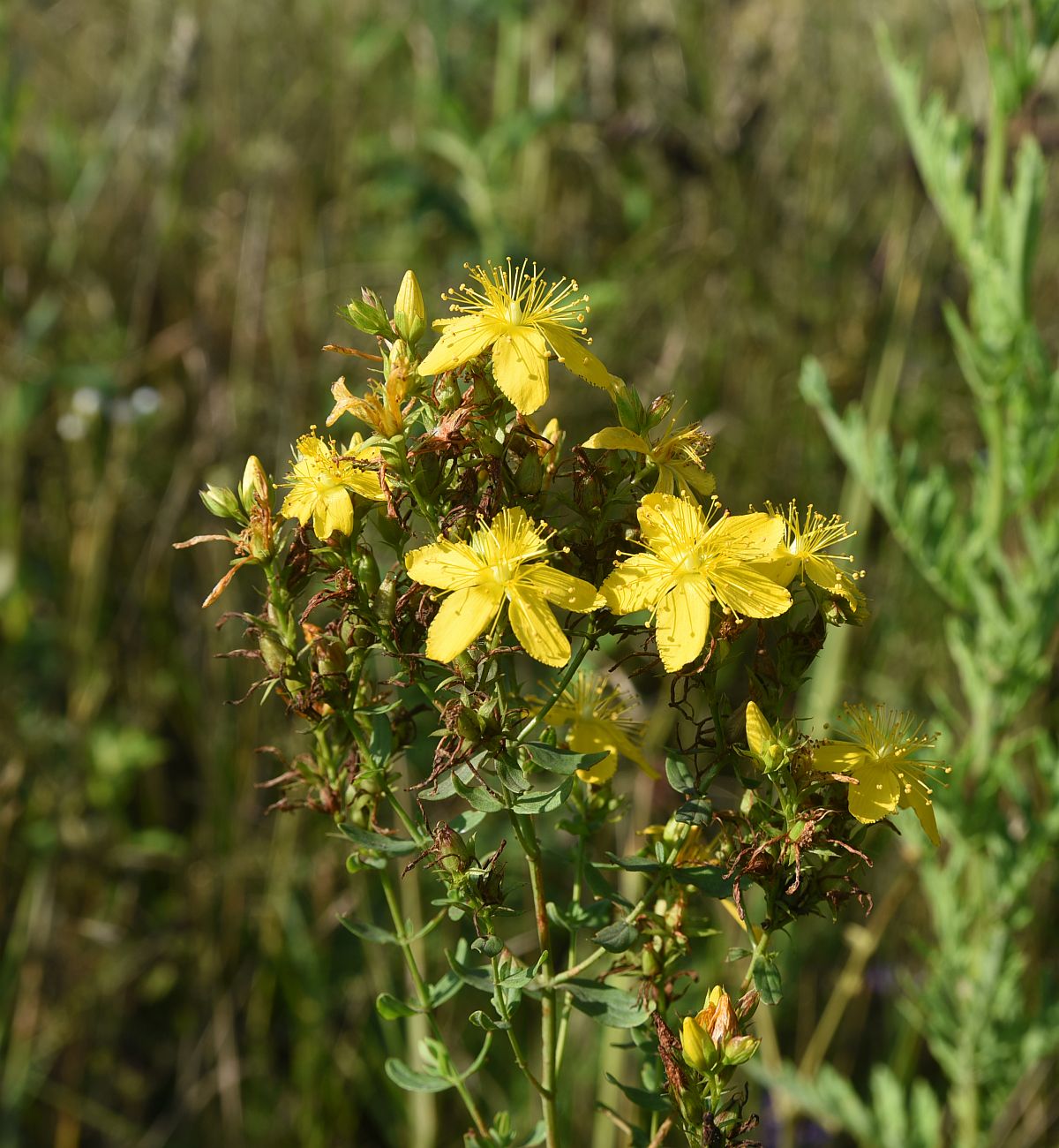 Image of Hypericum perforatum specimen.