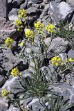 Erysimum humillimum. Цветущее растение. Южный Казахстан, Таласский Алатау, ущелье Коксай, высота 2700 м н.у.м.