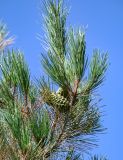 Pinus pityusa. Верхушка ветви с созревающими шишками. Дагестан, г. Каспийск, в культуре. 31.07.2022.