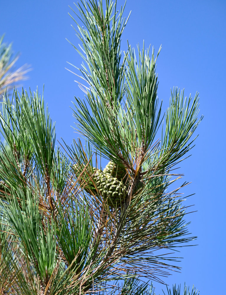 Изображение особи Pinus pityusa.