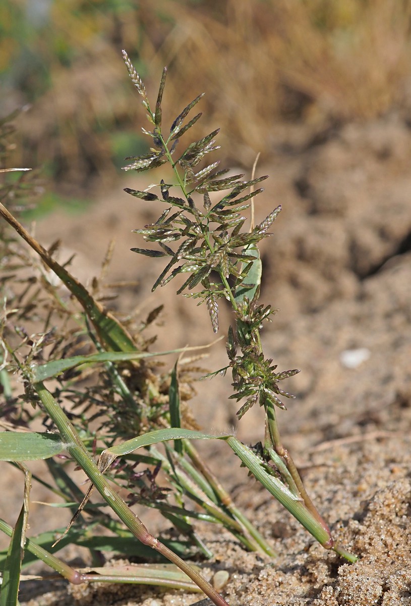 Image of Eragrostis minor specimen.