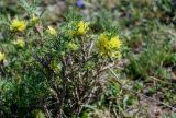 Astragalus aureus. Верхушки побегов с соцветиями. Армения, обл. Арагацотн, гора Арагац, ущелье р. Аркашен, окр. крепости Амберд, ≈ 2300 м н.у.м., луговой склон. 20.06.2022.