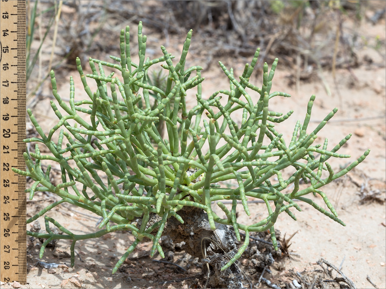 Image of Anabasis truncata specimen.