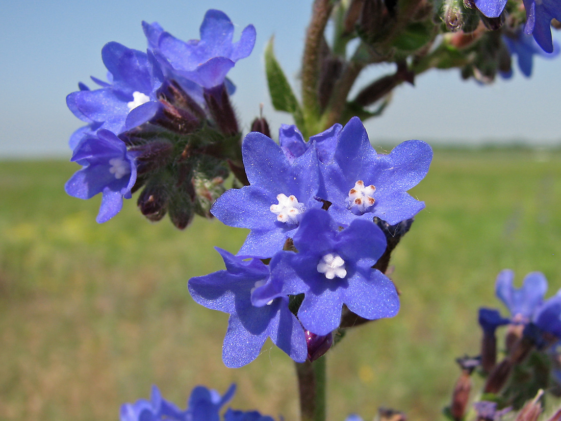 Image of Anchusa procera specimen.