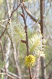 Salix bebbiana