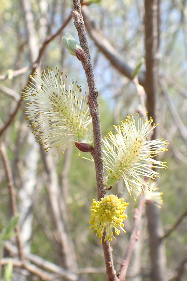 Image of genus Salix specimen.