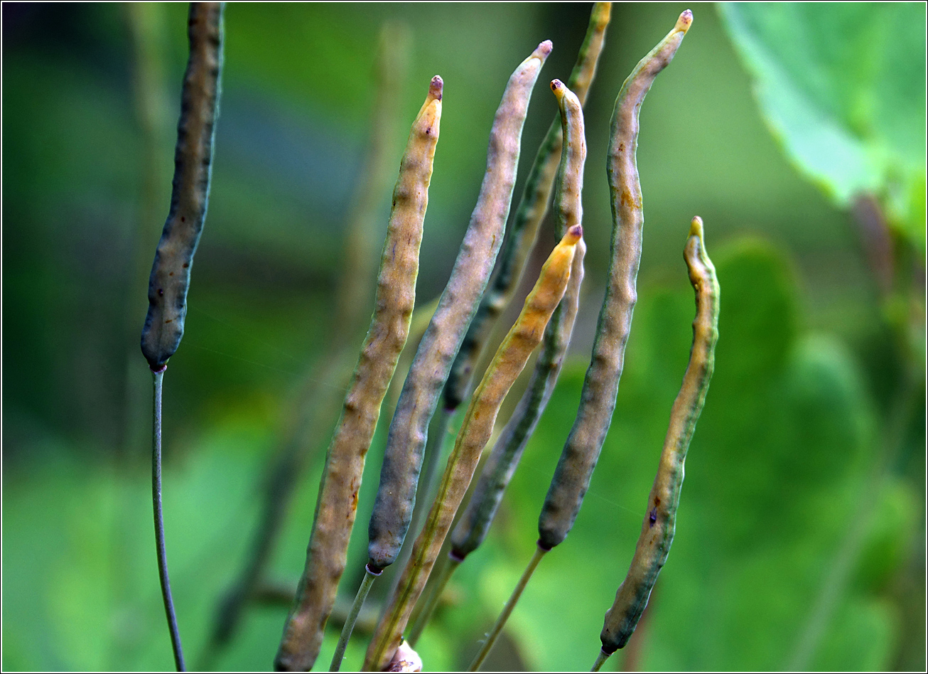 Image of Chelidonium majus specimen.