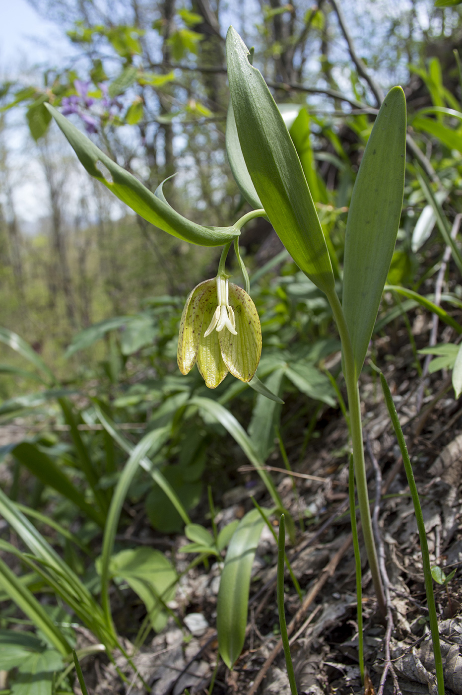 Image of Fritillaria ophioglossifolia specimen.