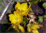 Lysimachia nummularia