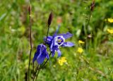 Aquilegia sibirica