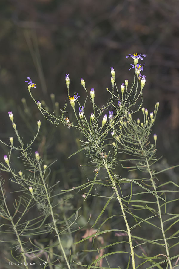 Image of Galatella angustissima specimen.