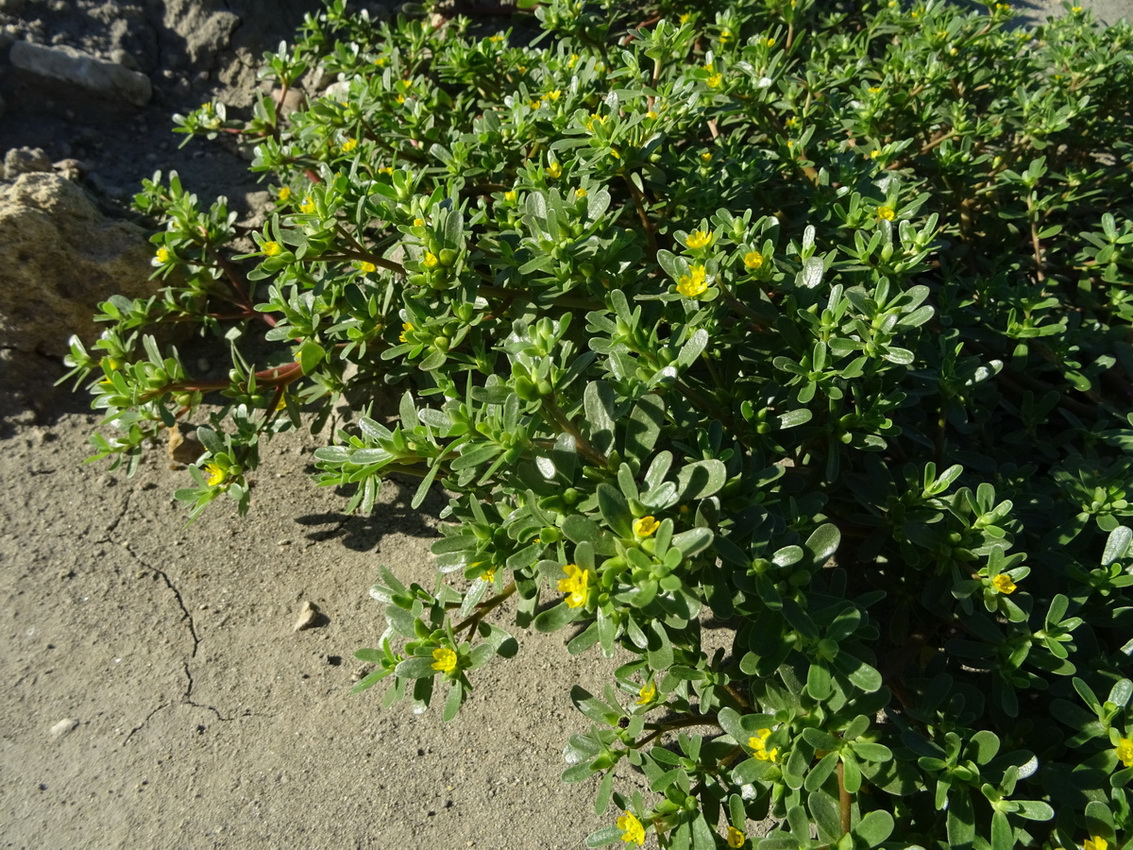 Image of Portulaca oleracea specimen.