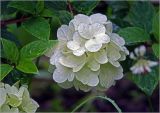 Hydrangea paniculata