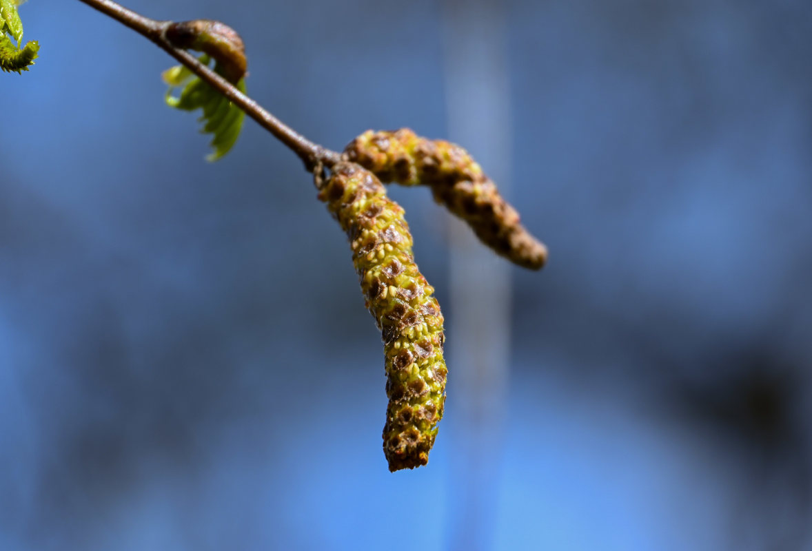 Image of Betula pendula specimen.