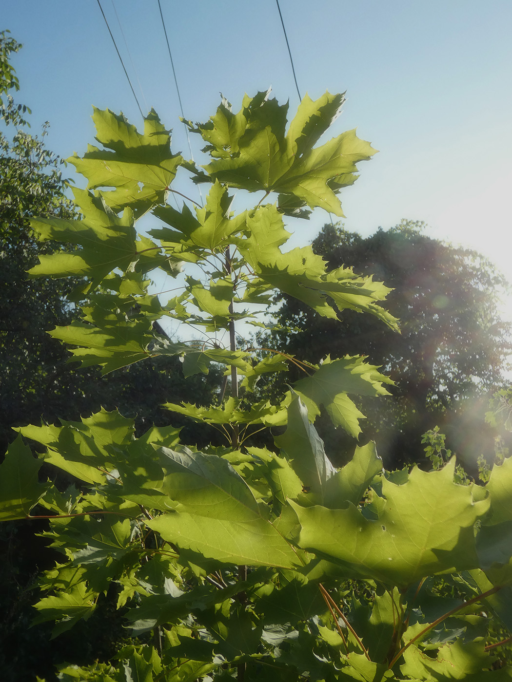 Image of Acer platanoides specimen.