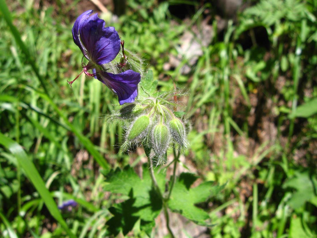 Image of Geranium platypetalum specimen.