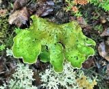 Peltigera aphthosa. Слоевище с цефалодиями на поверхности. Кольский полуостров, горы Хибины, верховье руч. Маннепахк (ок. 900 м н.у.м.). Август.