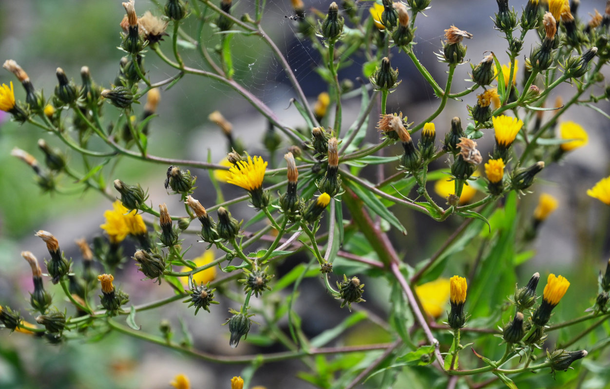 Image of Picris japonica specimen.