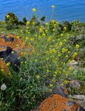 Sisymbrium loeselii. Цветущее и плодоносящее растение. Армения, обл. Гегаркуник, берег оз. Севан, окр. монастыря Айраванк, ≈ 1900 м н.у.м., каменистый участок лугового склона. 23.06.2022.